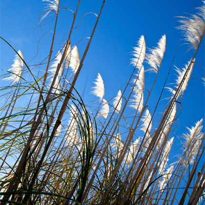 Tall grasses can add movement and grace to a windy garden